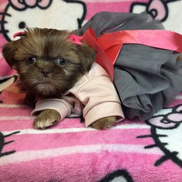 Piper - Chocolate female Shih Tzu puppy in Roseville, Michigan from Diamond Paws LLC