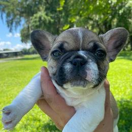 French Bulldog Puppies from Oakmont Frenchies
