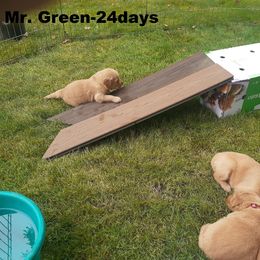 Golden Retriever Puppies from Hunnydew Goldens