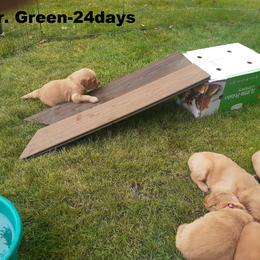 Golden Retriever Puppies from Hunnydew Goldens