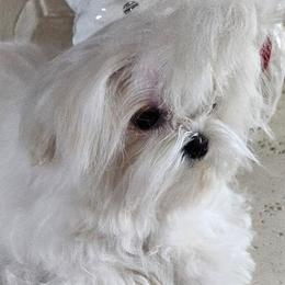 Maltese and Poodles from Maltese & poodle Lovers