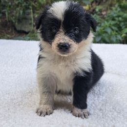 Psychic - Black and white female Border Collie puppy in East Brady, Pennsylvania from Riverwood