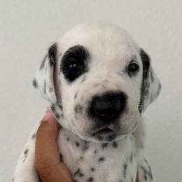 Eye patch boy - White and black male Dalmatian puppy in Sacramento, California from Dream Dalmatians