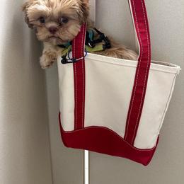 Shih Tzu Puppies from Shih Tzu Companions