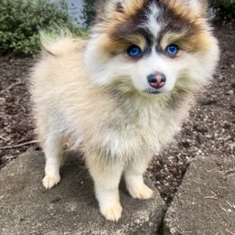 Squid 🦑 - Pomsky