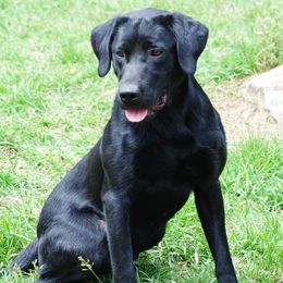 Labrador Retrievers from Maranatha Kennels