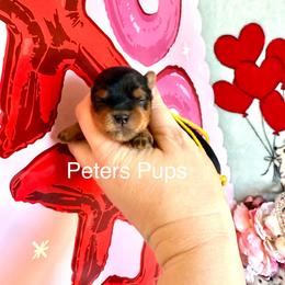 AKC Honey - Black and gold female Yorkshire Terrier puppy in Hertford, North Carolina from Peters Pups Yorkshire Terriers