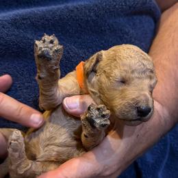 W25 Female Orange Collar - Red  female Goldendoodle puppy in Cape Coral, Florida from GoldenDoodles Cape Coral