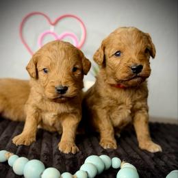 First Pick Male - Apricot male Goldendoodle puppy in Mc Arthur, California from California Golden Love