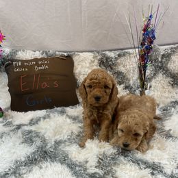Goldendoodle and Poodle Puppies from Partridge Doodles and Poodles