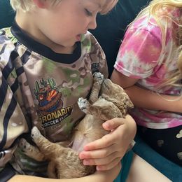 Poodle Puppies from Reuter Clan Poodles