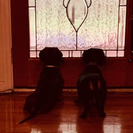 Dachshunds from Judith's Dachshunds