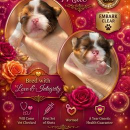 Red and white - Red and white male Shih Tzu puppy in Dallas, Texas from Almost Heaven Shih Tzu