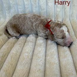 Harry - Apricot male Goldendoodle puppy in Conroe, Texas from Tails of Cypress