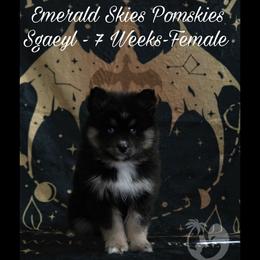 Sgaeyl (S-gail) - Black and white female Pomsky puppy in Sumter, South Carolina from Emerald Skies Pomskies