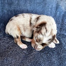 Peanut - Red merle male Australian Shepherd puppy in Hubbard, Texas from Poston Paddock Aussies LLC