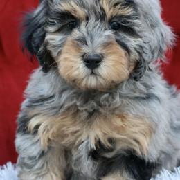 Bernedoodle and Cavapoo Puppies from Lawler’s Legacy Litters