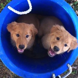 Golden Retriever Puppies from Bella Mia Goldens