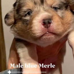 American Corgi and Pembroke Welsh Corgi Puppies from Morse Corgis