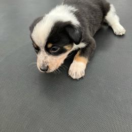 Milky Way - Blue male Australian Cattle Dog puppy in Lancaster, Minnesota from Weleski Chocolate Heelers