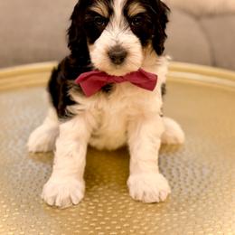 Boy 1 - Tri-color male Bernedoodle puppy in Salt Lake County, Utah from Coco Avenue Pups