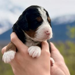 Boy 1 - Tri-color male Bernedoodle puppy in Anchorage, Alaska from Cascade Country Doodles