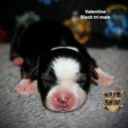 Valentine - Black tri male Miniature Australian Shepherd puppy in El Dorado Springs, Missouri from HP Aussie Kennels