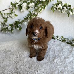 Badger - Red  Goldendoodle puppy in Eagle Mountain, Utah from Lady Paws Puppies