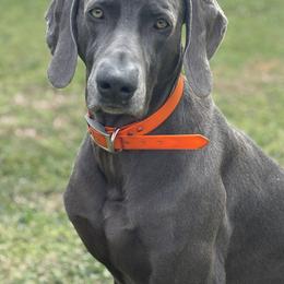 Gunner - Weimaraner