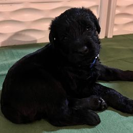 Jaxx-Dark blue collar - Black male Giant Schnauzer puppy in Atoka, Oklahoma from Hannah's Haus & Farm