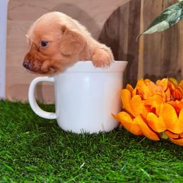 Cream female 3 - 4800 - Cream female Dachshund puppy in Apopka, Florida from The HotDog Stand