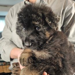 Spark - Black and red male German Shepherd puppy in Columbus, Indiana from Stony Lonesome GSD