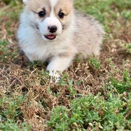 Chip - White and fawn male Pembroke Welsh Corgi puppy in Hand County, South Dakota from Hills End Corgis