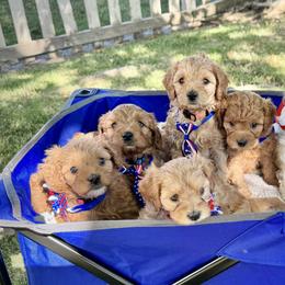 Cavapoo Puppies from Molly n Friends