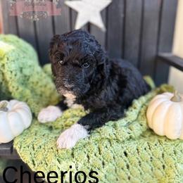 Cheerios - Black and white female Aussiedoodle puppy in Corydon, Indiana from Ridgeline Doodles