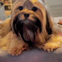 Kaizem - Russian Tsvetnaya Bolonka