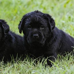 French Bulldogs and Labrador Retrievers from Hurley Labradors and French Bulldogs