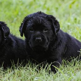 French Bulldogs and Labrador Retrievers from Hurley Labradors and French Bulldogs
