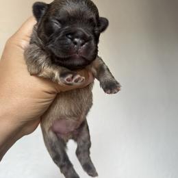 Rocky - Fawn male French Bulldog puppy in Porter, Texas from Whatabulldog