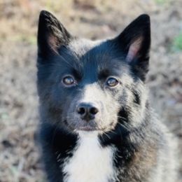 Stella - Black and white Pomsky puppy in Greenville, South Carolina from Thicketty Mountain Pomskies