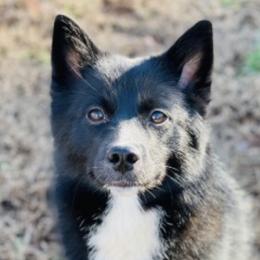 Stella - Black and white Pomsky puppy in Greenville, South Carolina from Thicketty Mountain Pomskies