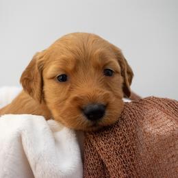Frost (Yellow) - Apricot female Goldendoodle puppy in Lafayette, Alabama from Sweethaven Kennels