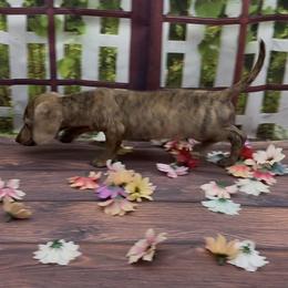 Cream Brindle Smooth Male - Cream male Dachshund puppy in Killeen, Texas from Southern Dachshunds