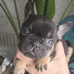Koby - Tricolors male French Bulldog puppy in Germantown, Ohio from LaBelle Bulldogs