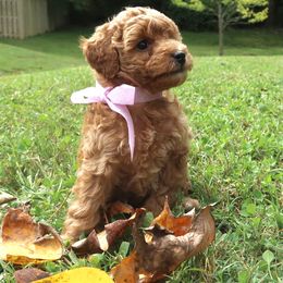 Poodle Puppies from Delphinium Breeder