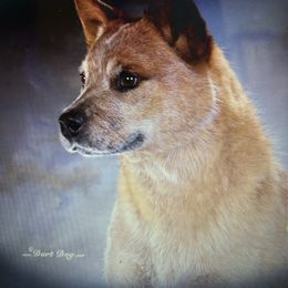 Rooster - Australian Cattle Dog