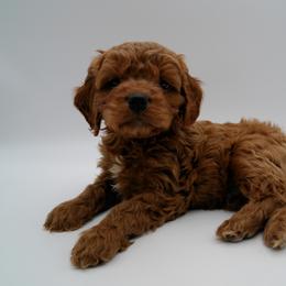Cavalier King Charles Spaniel, Goldendoodle, and Golden Retriever Puppies from Outback Puppies