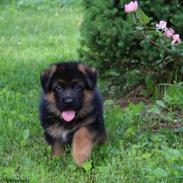 German Shepherd Puppies from Drache Feld