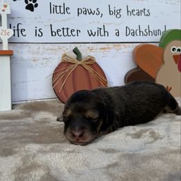 AKC Female - Black and tan female Dachshund puppy in Sumrall, Mississippi from JP’s Dachshunds