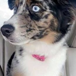Miniature American Shepherds from Holloway Aussies